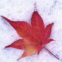 icingmaple icingmaple